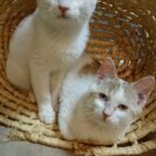 とてもひとなつっこい子猫ちゃん