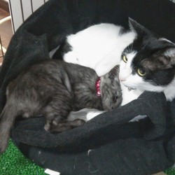 先輩猫に甘えまくり