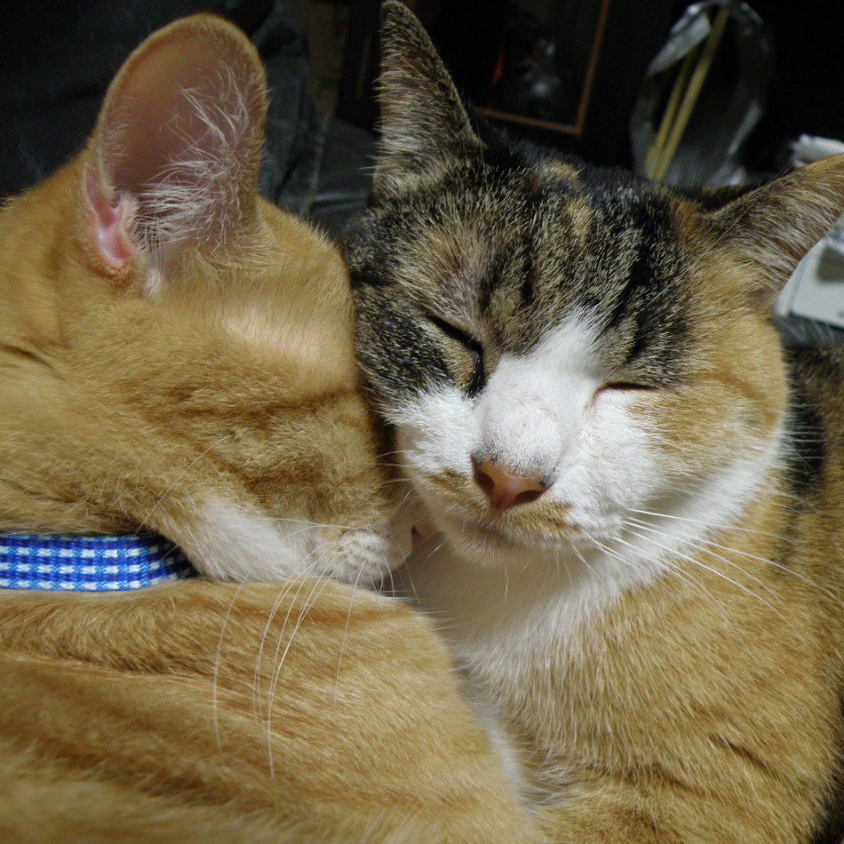 ねねのカバー写真