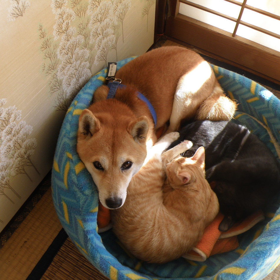 多聞のカバー写真