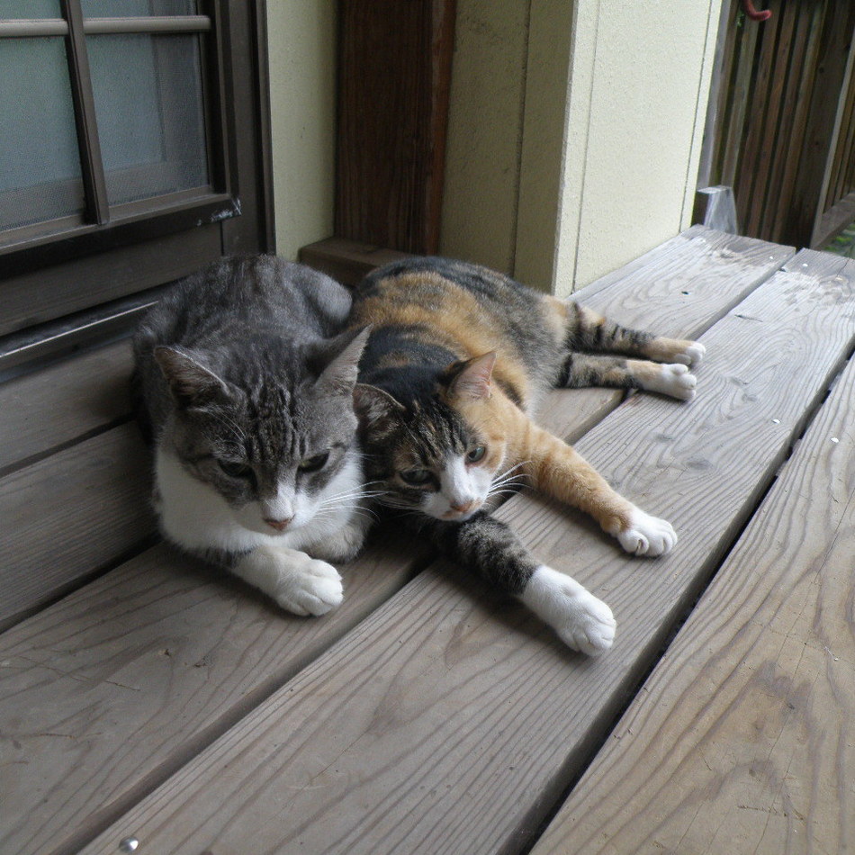 まごいちのカバー写真