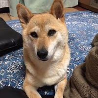 ななこさん