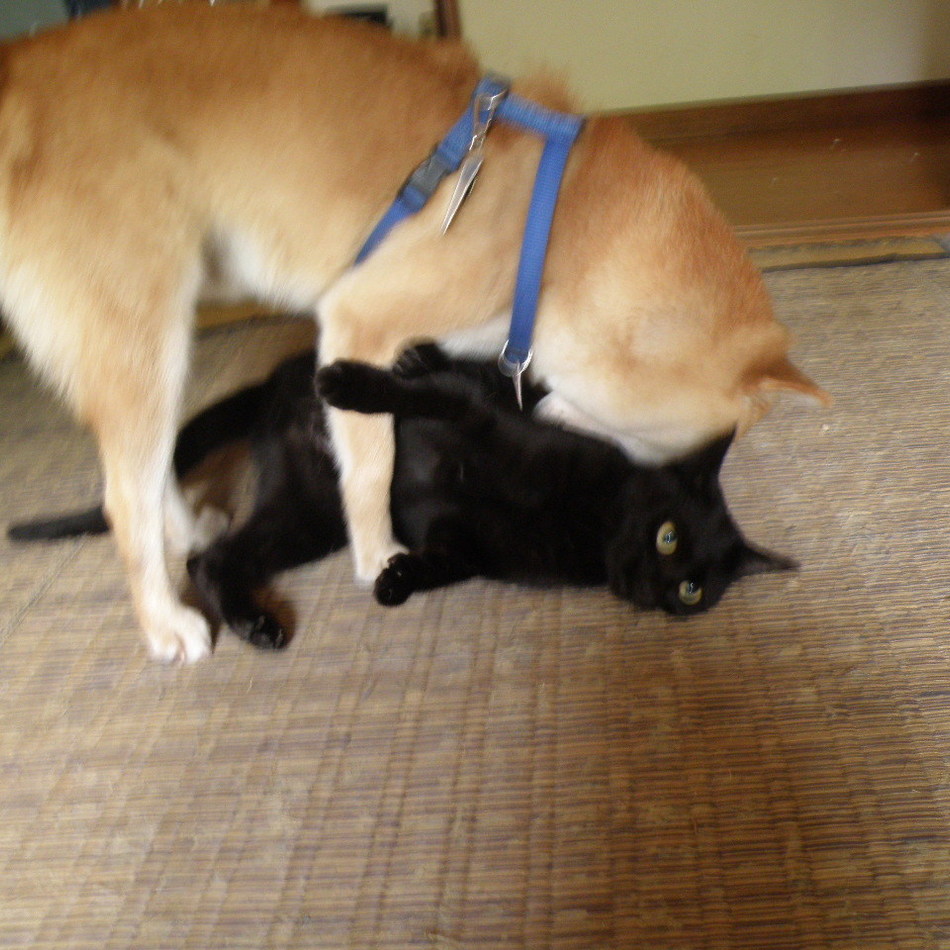 ブロちんのカバー写真