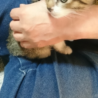 里親さんになって下さい！