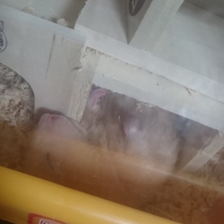 遅くなりました(´・ω・`)