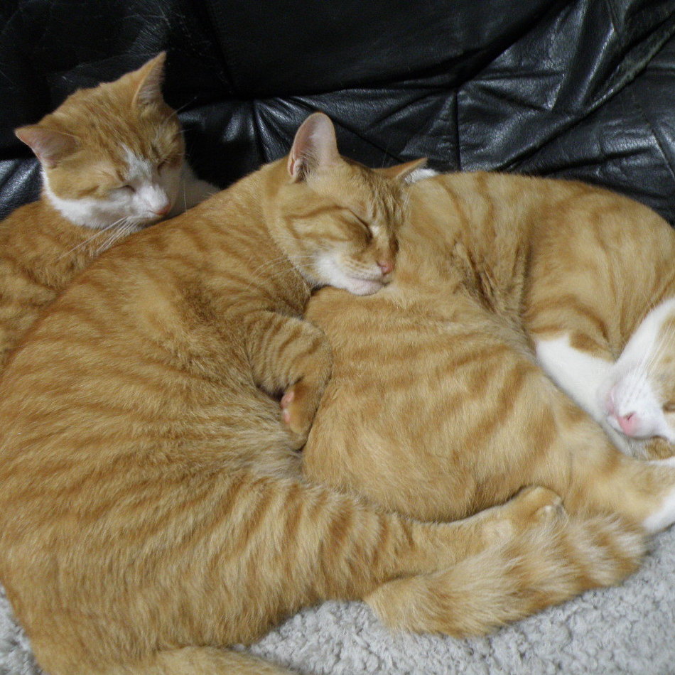 ステちゃんのカバー写真