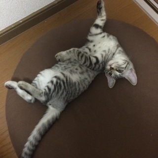 里親様募集"生後半年です"