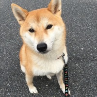 あおい