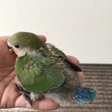 平成27年１０月２７日羽色が綺麗にそろって来ました(*^^*)