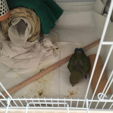 平成27年１０月２７日ケージでまき餌をついばんでます(*^^*)