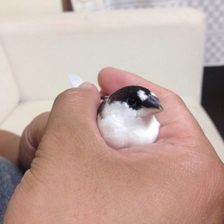 十姉妹の里親募集！