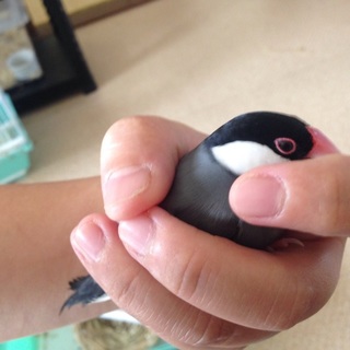 桜文鳥里親募集！