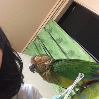 チャノドインコの里親決定いたしました！