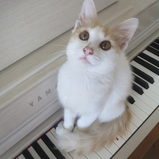 ハンサムな美猫