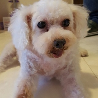 トイ・プードルの里親の募集します！