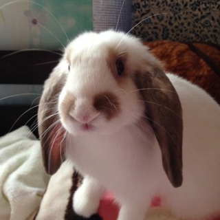 元気な女の子です