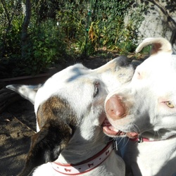 ポニョちゃんとキナコちゃんの朝のご挨拶です。