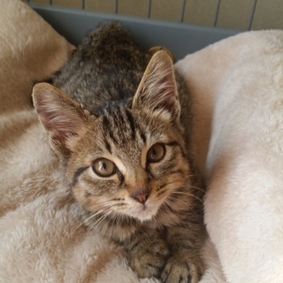 仔猫♂　仮名みぃ～　2.3ヶ月