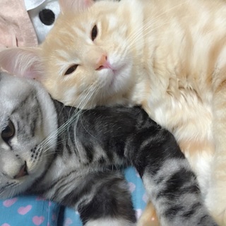 兄弟猫を引き取ってください。