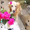 我が家に来て10日の愛犬ボブ  元気で食欲モリモリ