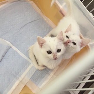 可愛い白猫ミルク