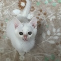 白猫ハリー