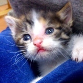 三毛仔猫♀生後3週間位のミケ♡ご家族さま決定！