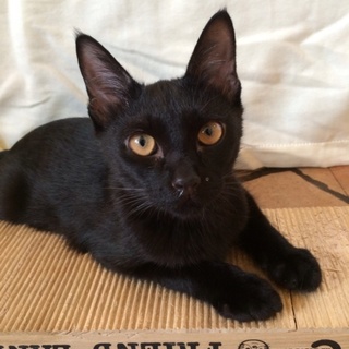 里親様決定しました(*^^*)