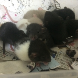 ファンシーラットの赤ちゃん里親募集