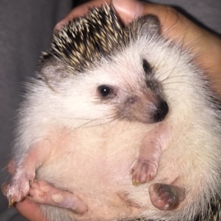 ハリネズミの女の子