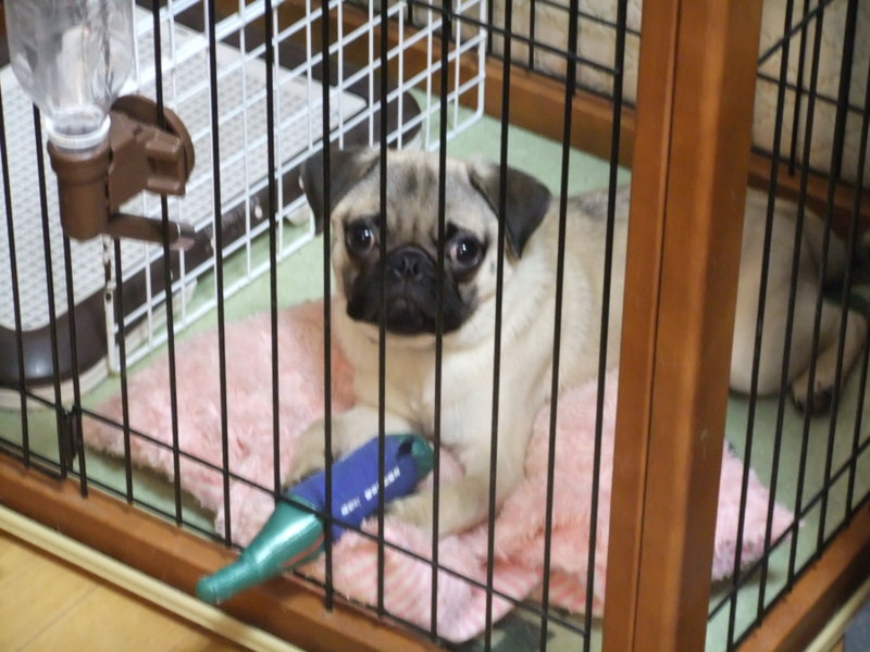 Resultado de imagen para ç¬ pug ã±ã¼ã¸
