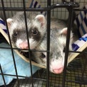 生涯可愛がって下さる方