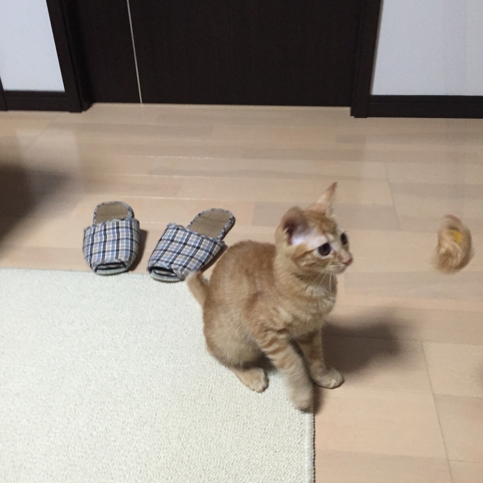 うにのカバー写真