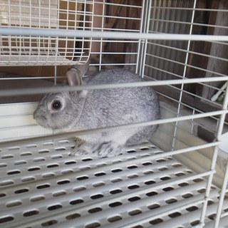 あたらしい家族を募集します