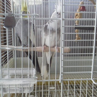 新しい家族を募集中です