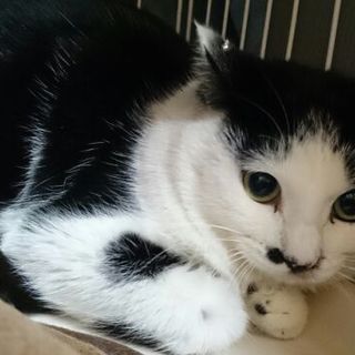 頑固だけれど美人さんな白黒猫　団胡ちゃん