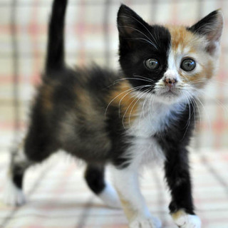 好奇心旺盛な三毛 ぼたんちゃん