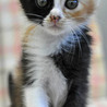 好奇心旺盛な三毛 ぼたんちゃん サムネイル2