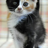 好奇心旺盛な三毛 ぼたんちゃん サムネイル3