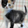 好奇心旺盛な三毛 ぼたんちゃん サムネイル5