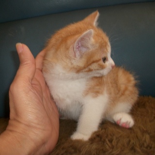 オス　体重500ｇ、公園に捨てられていました！！