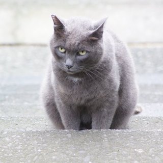 地域猫現場のモコモコくーちゃん 