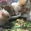 10/1生まれ ホワイトバンデッド