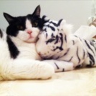 白黒ハチワレの女の子です。