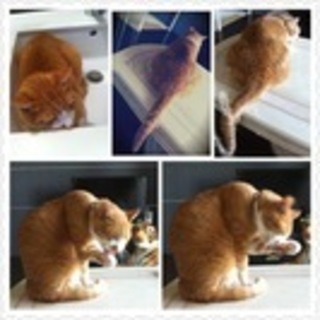 茶トラの男の子です。