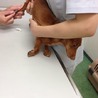 カニヘンダックスのかすみちゃん サムネイル2