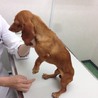 カニヘンダックスのかすみちゃん サムネイル3