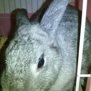 ネザーランドドワーフの里親募集