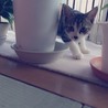 の写真