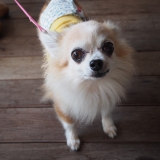 チワワのアーヴィ・里親様募集中♪